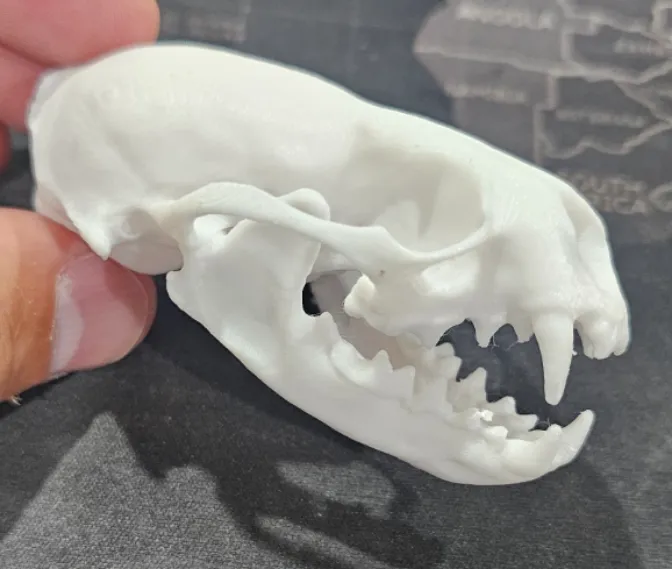 River Otter Skull
