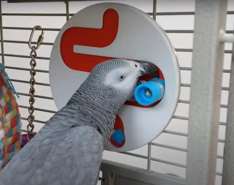 Parrot Puzzle Maze: Zig-Zag [Beginner]