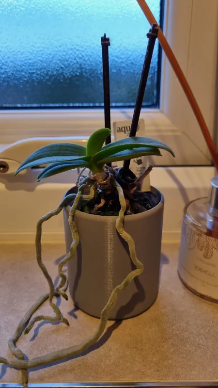 Plant Pot