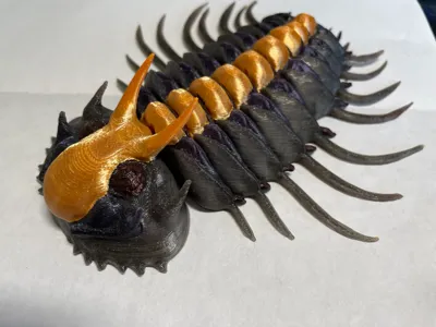 Miraspis mira, articulated