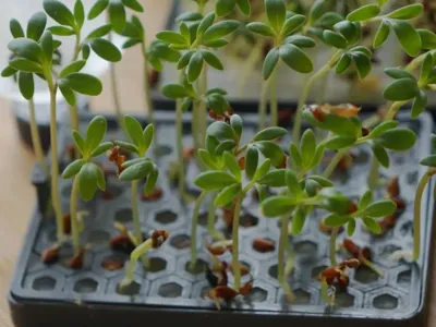 Self watering Plant Pad