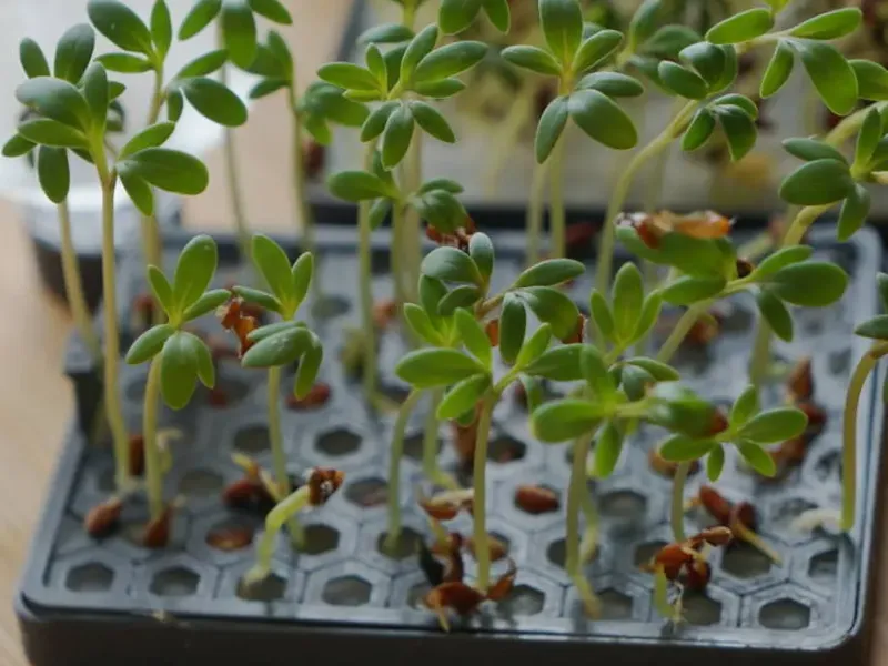 Self watering Plant Pad