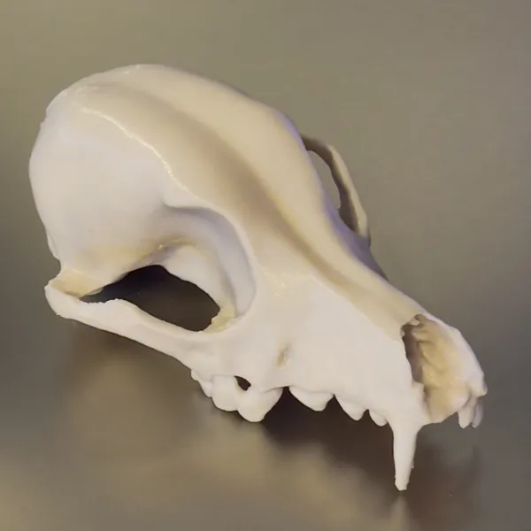 Crâne de chien décoratif