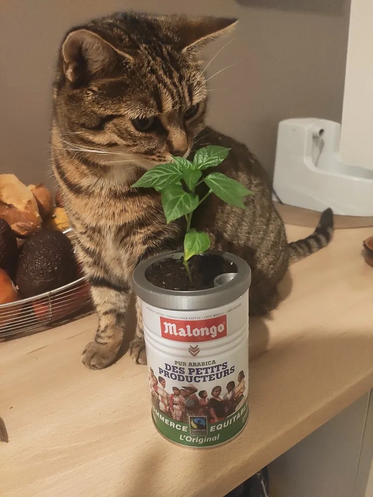 malongo can planter