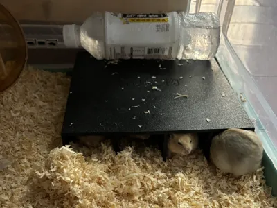 Hamster Separation Hideaway Box
