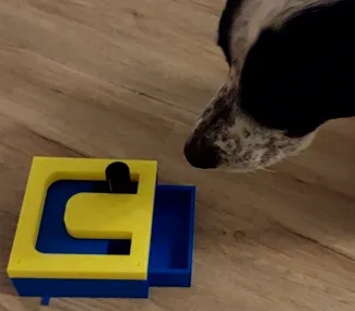 Maze Pet Toy