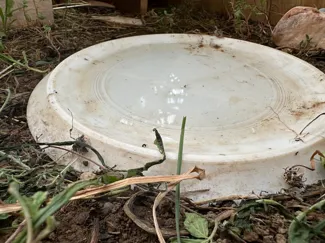 water bowl for turtles