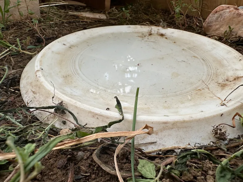 water bowl for turtles