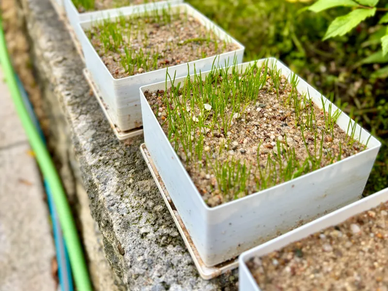 Seedbox