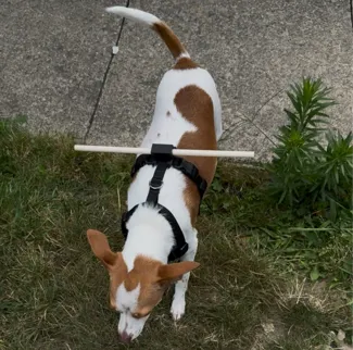 Dog Widener