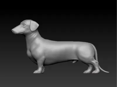 Dachshund