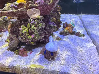 Sea Urchin Mouse Hat