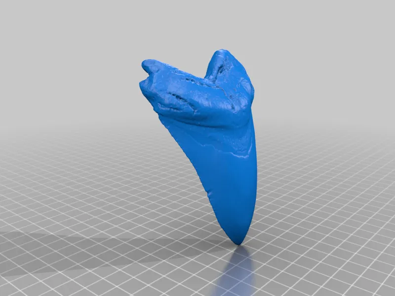 Shark Tooth