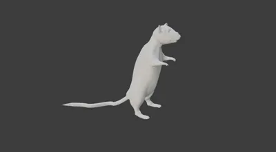 rat