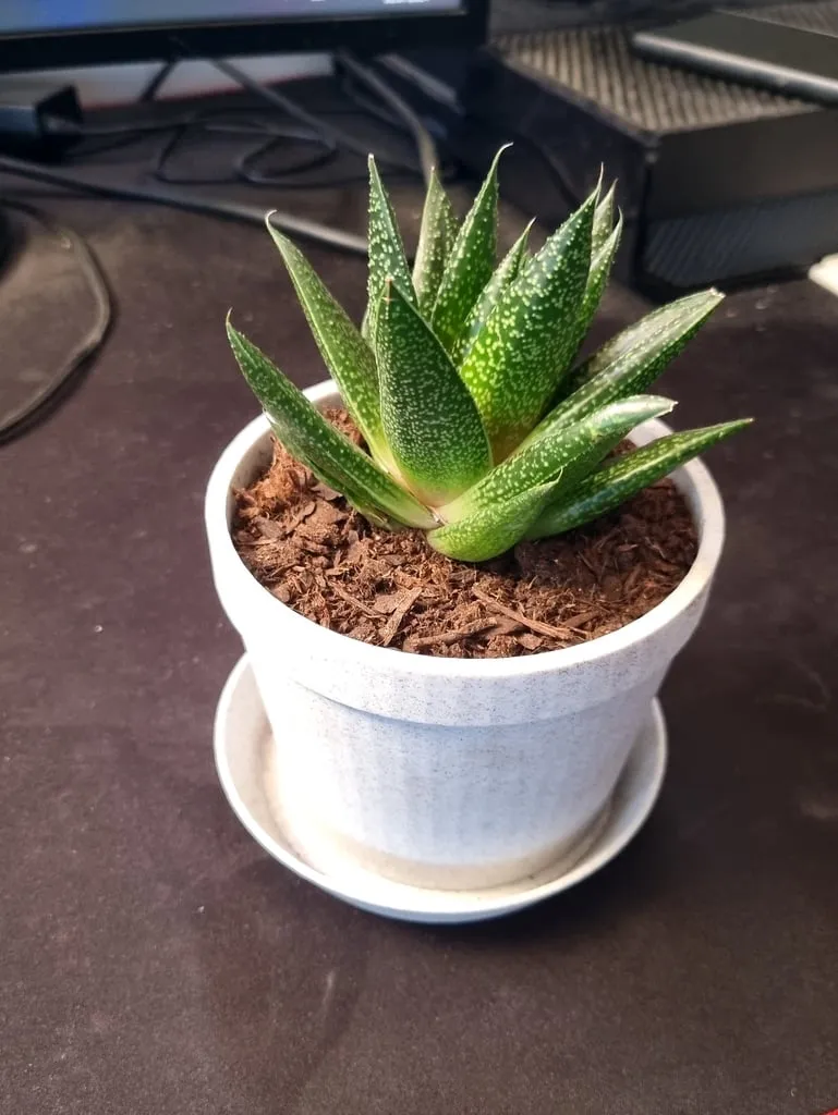 Flower pot + saucer