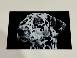 Dalmatian (hueforge)