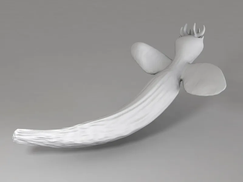 Ice Sea Angel - Clione limacina