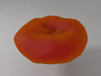 erythrocyte