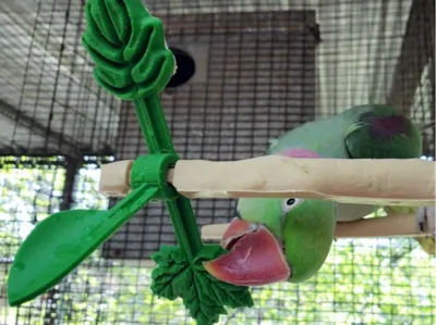Bird Cage Branch Spinner Toy