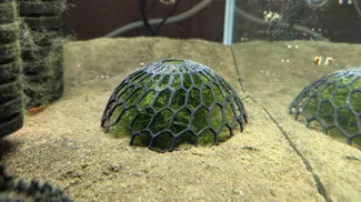 Aquarium Moss Dome Plant Holder (easier to print)