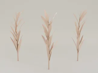 Corn Plant