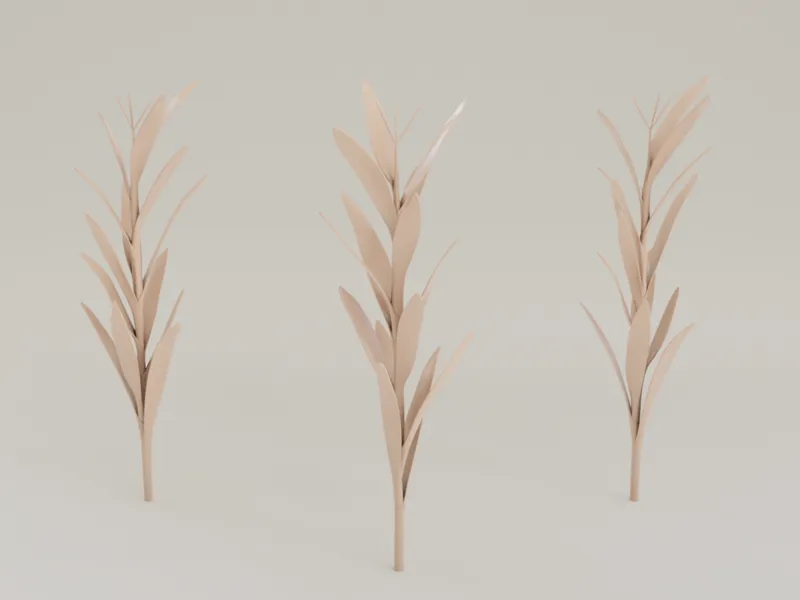 Corn Plant