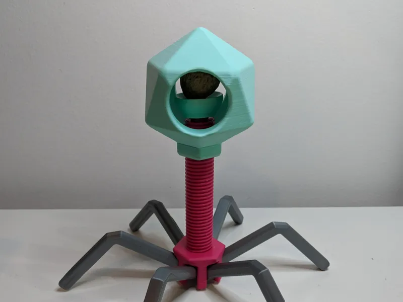 Nutcracker Phage