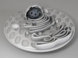 Cell profile
