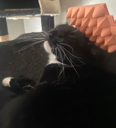 Cats and Dogs Massage/Petting paddle