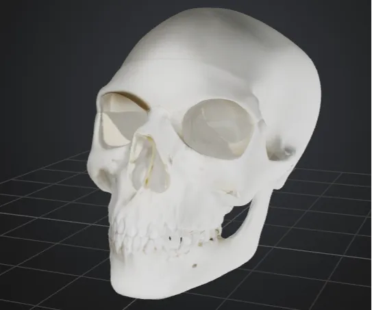anatomically correct human skull