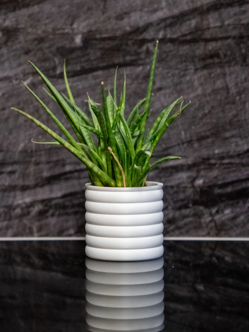 Wall mounted plant pot rings with hidden watertray