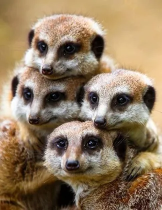 Erdmännchen Gruppe