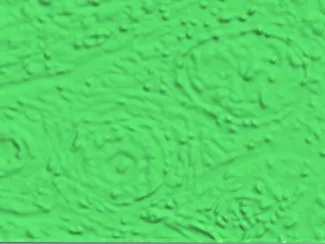Hepatic portal triad lithopane