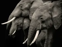 Groupe d'éléphants lithophanie — photo 1