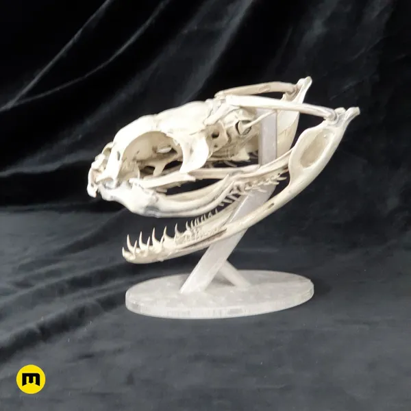 https://makerworld.bblmw.com/makerworld/model/DSM00000000602189/design/2024-02-24_vo0g5lwhacwd.jpg