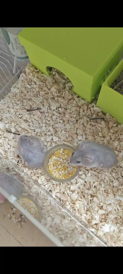 Picture of Hamster house with detachable litter box【Hamster house、hamster】 by ...