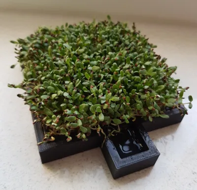 Cress farm (growing sprouts)