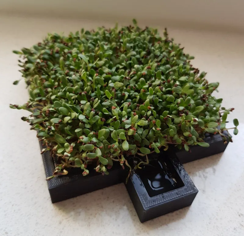Cress farm (growing sprouts)