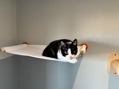 Cat Hammock Support