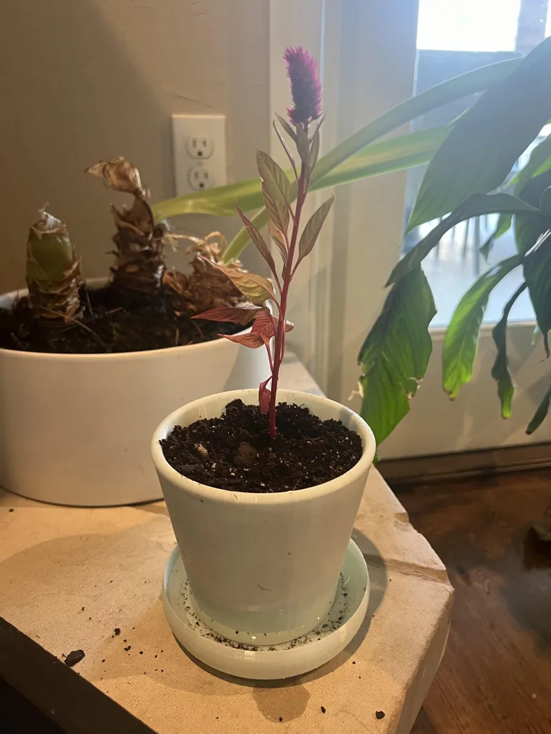 Plant Pot (Self Watering)