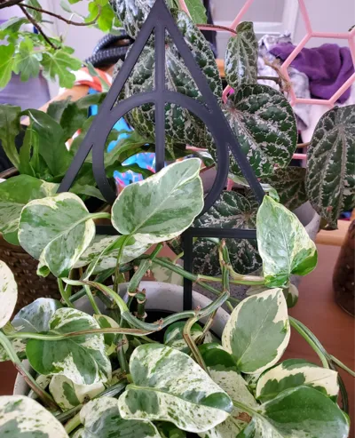 deadly hollow plant holder