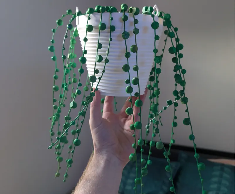 Hanging String of Pearls Succulent