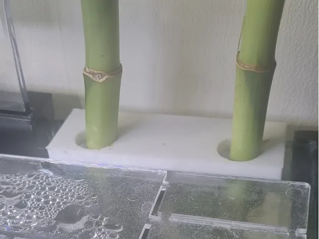 Betta BT10 lucky Bamboo holder