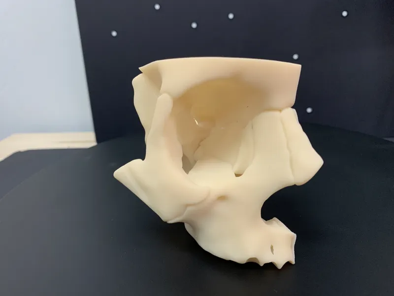 Orbit bones anatomical model