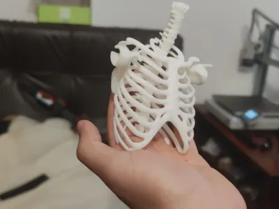 Human Skeleton - human skeleton anatomical
