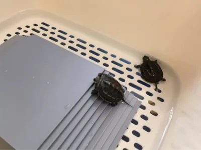 Tiny Turtle Sunbathing Platform