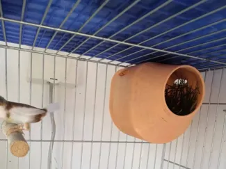 鸟窝繁殖箱 bird house