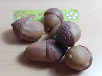 Various Acorns