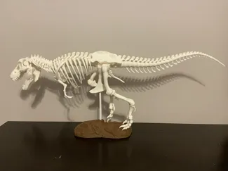 霸王龙骨架250% Reinforced Tyrannosaurus Rex Skeleton 