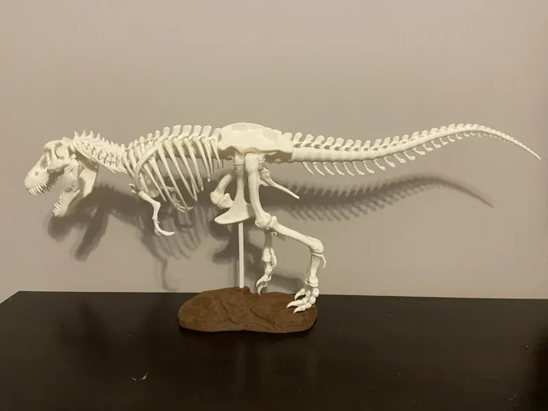 霸王龙骨架250% Reinforced Tyrannosaurus Rex Skeleton 